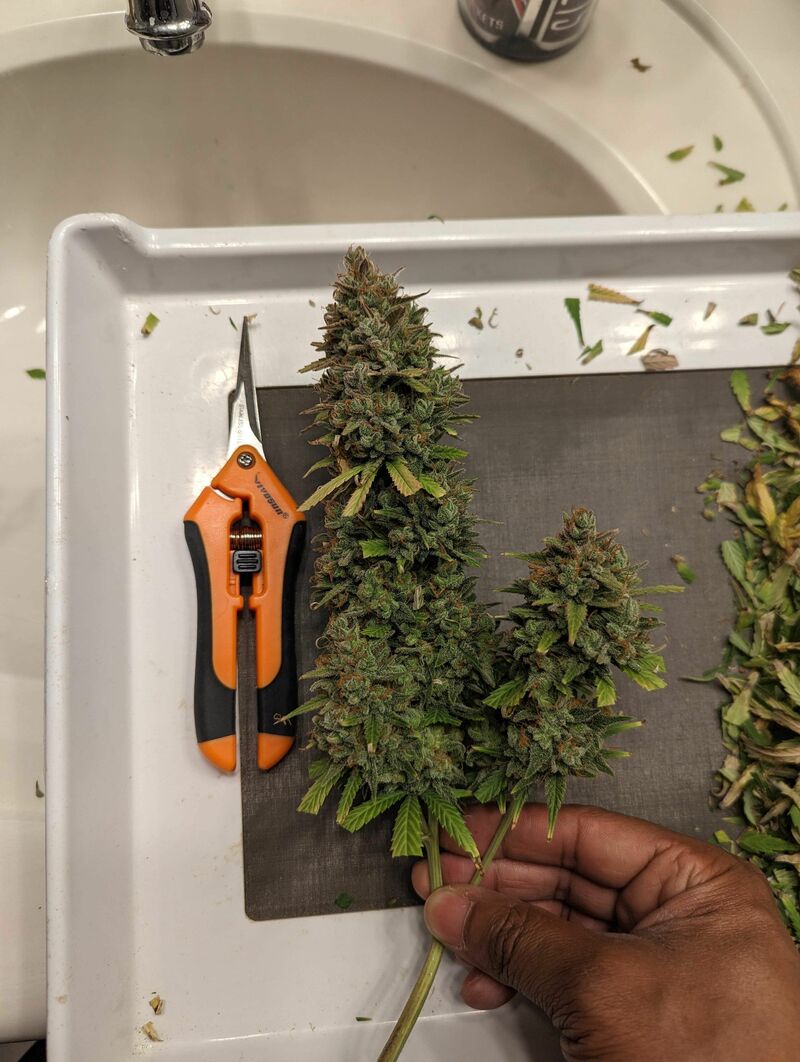 Pound Cake Auto, Фасовка: 1, изображение 14